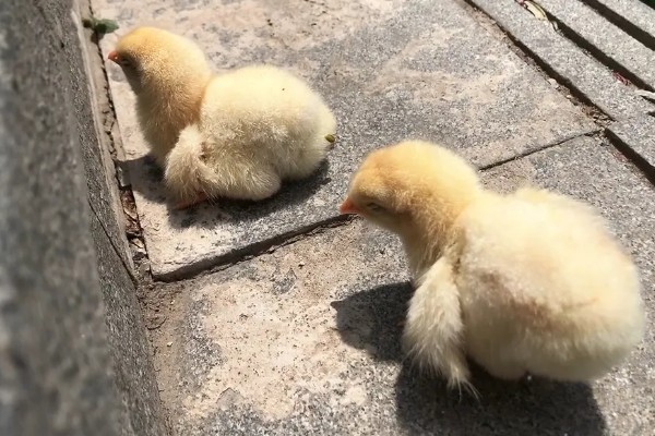 鸡的睡觉姿势，单脚站立把脖子伸进翅膀里