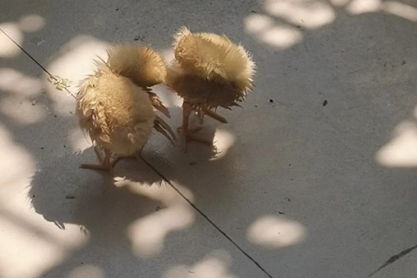 鸡的睡觉姿势，单脚站立把脖子伸进翅膀里