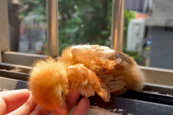 鸡的睡觉姿势，单脚站立把脖子伸进翅膀里