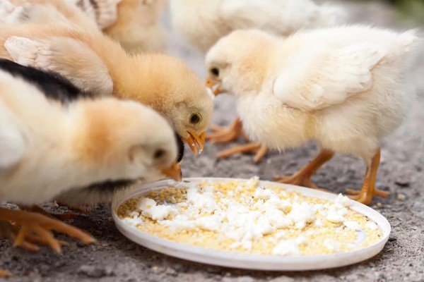 鸡的睡觉姿势，单脚站立把脖子伸进翅膀里