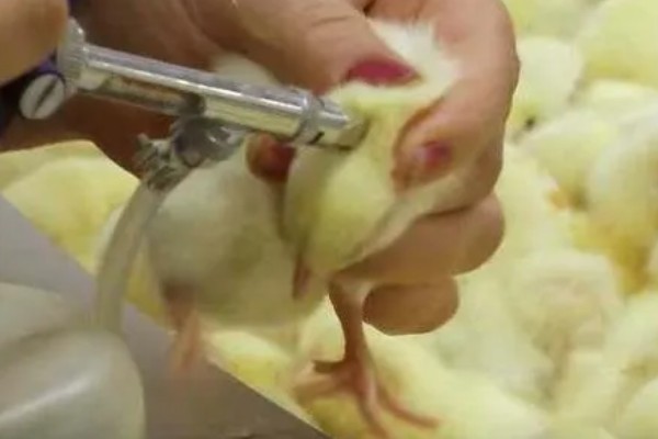 鸡的睡觉姿势，单脚站立把脖子伸进翅膀里