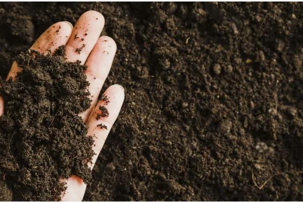 紫花凤梨怎么养殖,春秋季节放在室外阳光充足的位置