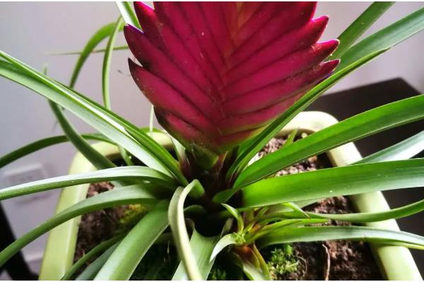 紫花凤梨怎么养殖,春秋季节放在室外阳光充足的位置