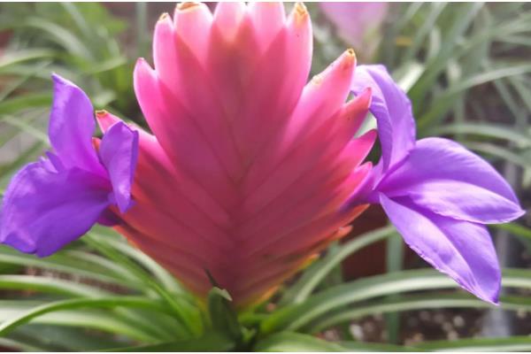 紫花凤梨怎么养殖,春秋季节放在室外阳光充足的位置