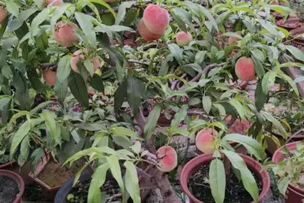 果树盆栽怎么倒盆,取出植株修剪根系后再重栽