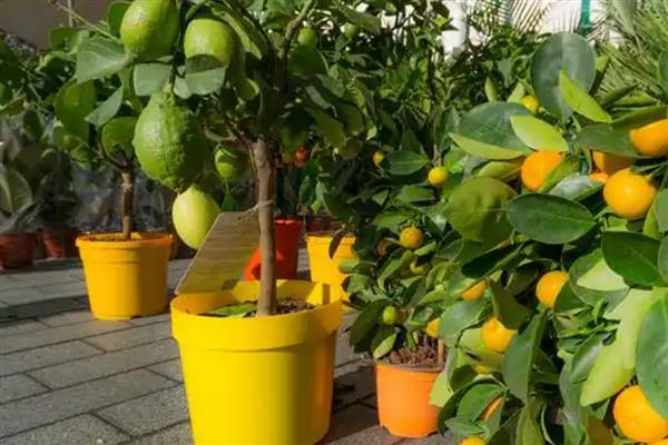 果树盆栽怎么倒盆,取出植株修剪根系后再重栽