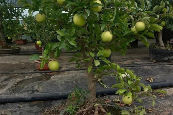 果树盆栽怎么倒盆,取出植株修剪根系后再重栽