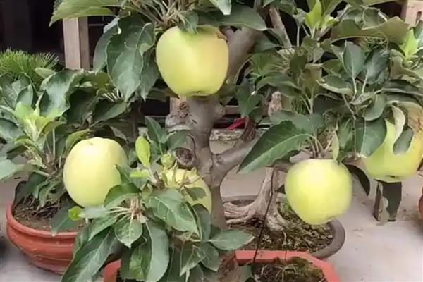 果树盆栽怎么倒盆,取出植株修剪根系后再重栽