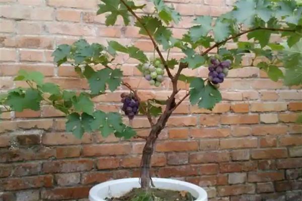 果树盆栽怎么倒盆,取出植株修剪根系后再重栽