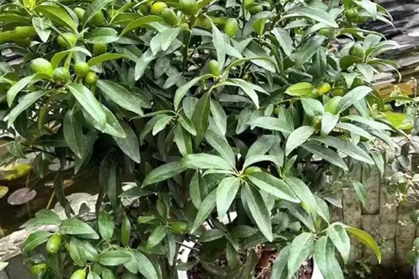 果树盆栽怎么倒盆,取出植株修剪根系后再重栽