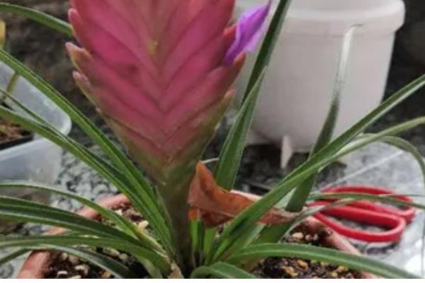 紫花凤梨怎么养殖,春秋季节放在室外阳光充足的位置