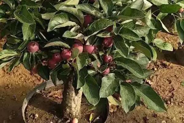 果树盆栽怎么倒盆,取出植株修剪根系后再重栽