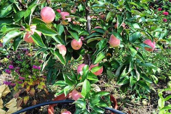 果树盆栽怎么倒盆,取出植株修剪根系后再重栽