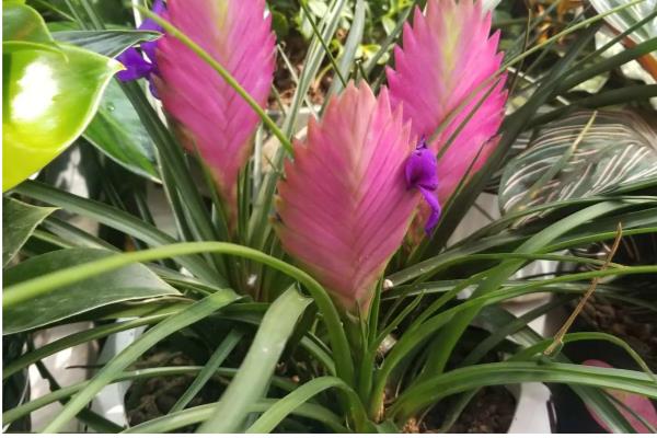 紫花凤梨怎么养殖,春秋季节放在室外阳光充足的位置