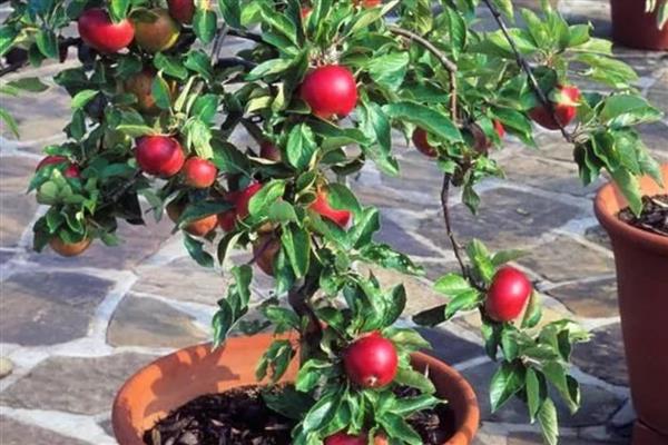 果树盆栽怎么倒盆,取出植株修剪根系后再重栽