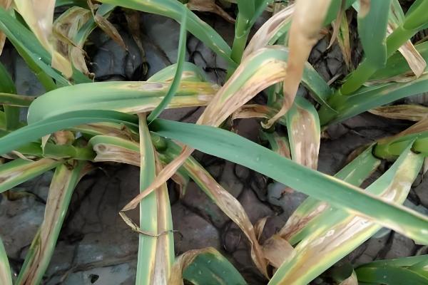 大蒜花叶病的防治方法，可农业防治也可化学防治