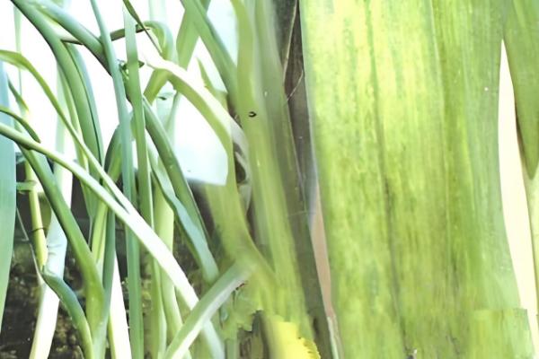 大蒜花叶病的防治方法，可农业防治也可化学防治