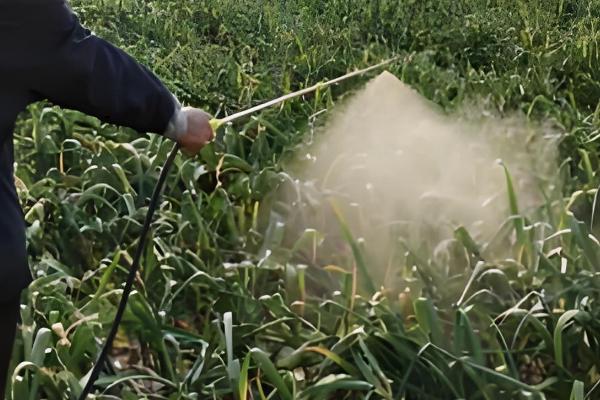 大蒜花叶病的防治方法，可农业防治也可化学防治