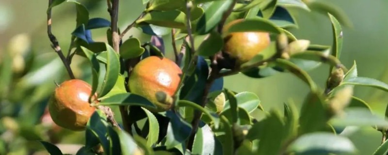 油茶树如何种植,土壤最好是偏酸性