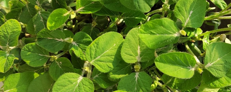 黄豆如何种植小盆栽，幼芽期提供以氮肥、尿素为主的肥料