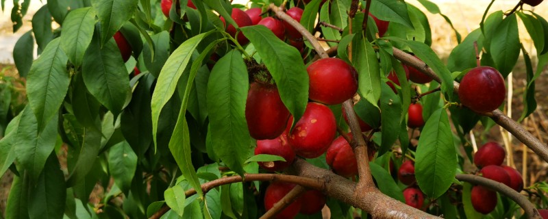 油桃树几年可以结果，两年后结果