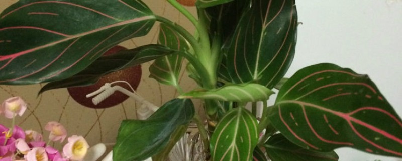 怎么养红脉粗肋草，生长适温25℃-30℃