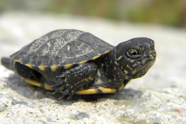 乌龟跑了如何找回,在厨房、厕所、床底等阴暗处搜寻