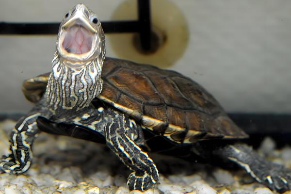 乌龟跑了如何找回,在厨房、厕所、床底等阴暗处搜寻