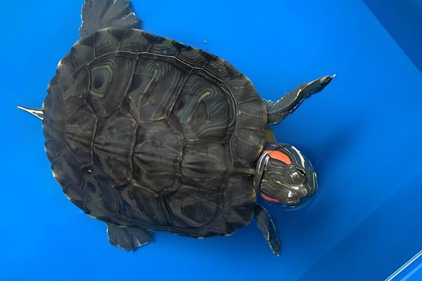 乌龟跑了如何找回,在厨房、厕所、床底等阴暗处搜寻