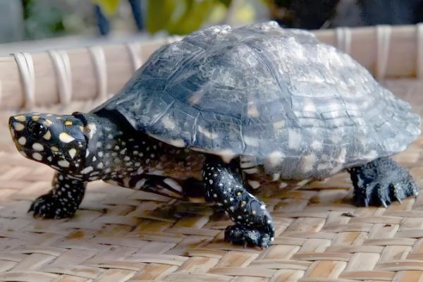 乌龟跑了如何找回,在厨房、厕所、床底等阴暗处搜寻