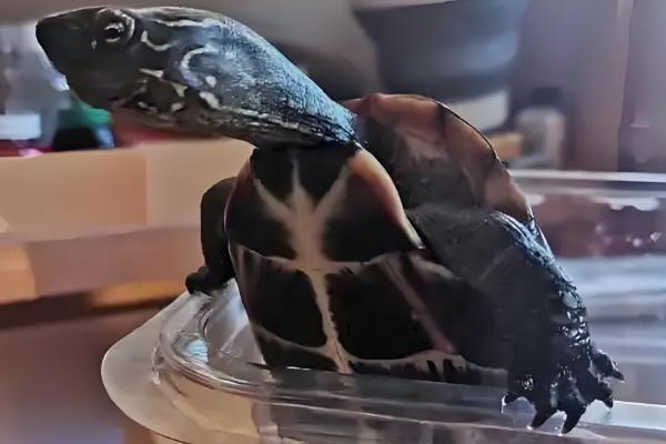 乌龟跑了如何找回,在厨房、厕所、床底等阴暗处搜寻