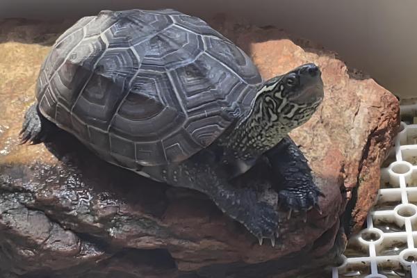 乌龟跑了如何找回,在厨房、厕所、床底等阴暗处搜寻