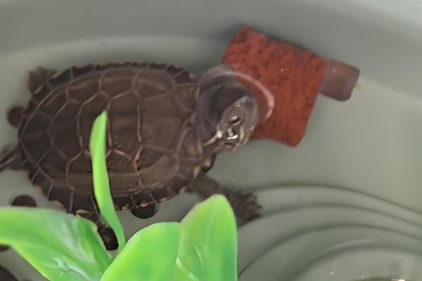 乌龟跑了如何找回,在厨房、厕所、床底等阴暗处搜寻