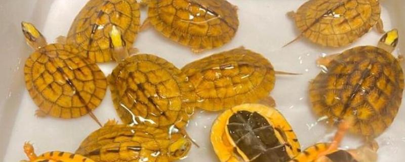 金钱龟如何分公母，可通过背甲、腹甲等区分