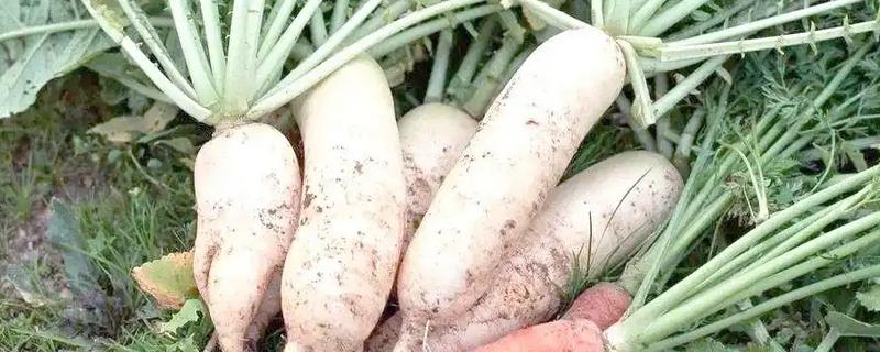 萝卜糠心的原因,主要是因为水分不协调造成的