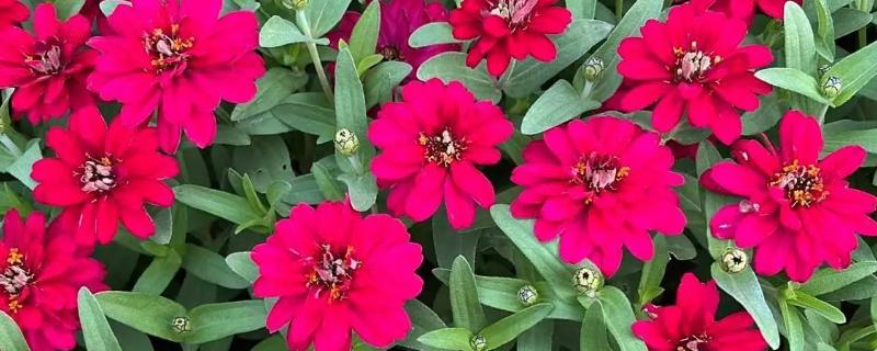 百日草什么时候开花，花期在6-9月份