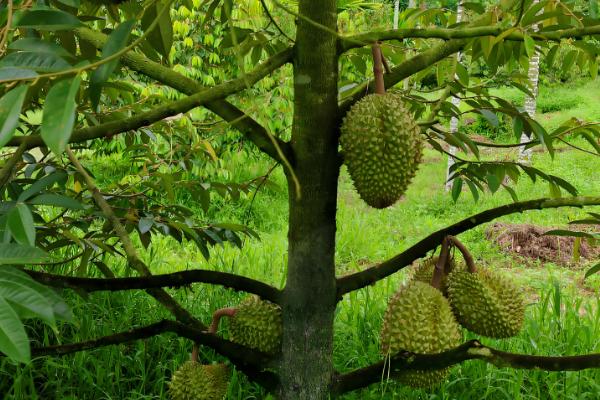 榴莲如何栽培，每年要重点施1次肥