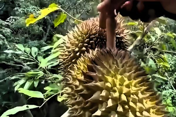 榴莲如何栽培，每年要重点施1次肥