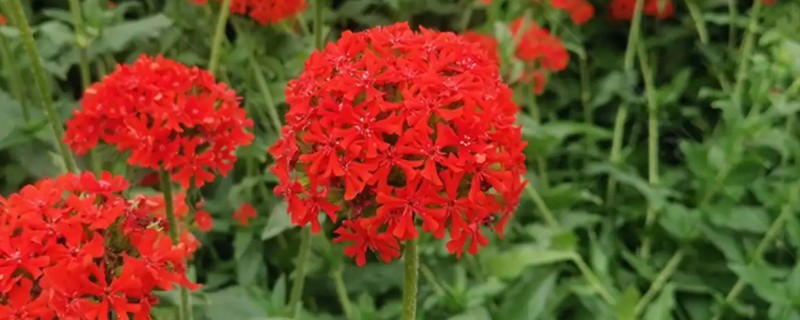 大花剪秋罗是什么门，属于被子植物门