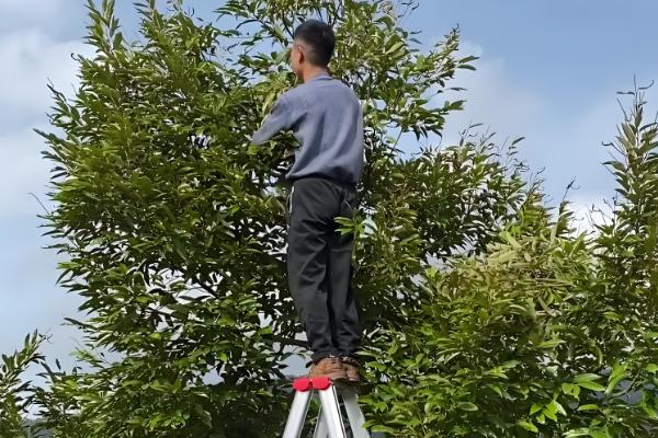 榴莲如何栽培，每年要重点施1次肥