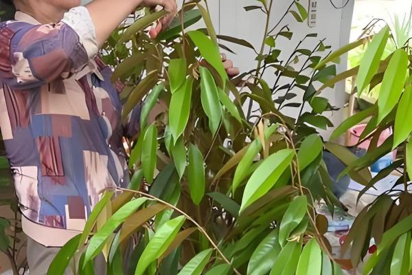 榴莲如何栽培，每年要重点施1次肥