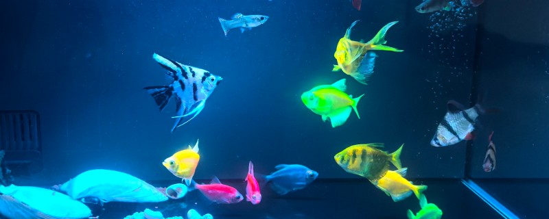 鱼缸总是浑浊的原因,可能是水源差、造景不干净等因素造成