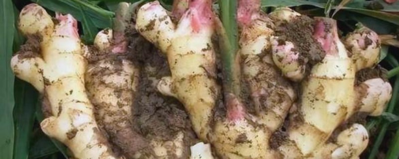 南方生姜的高产种植技术，可以使用肥沃疏松的沙质土壤