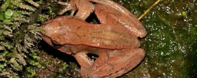 林蛙是不是癞蛤蟆，林蛙不是癞蛤蟆