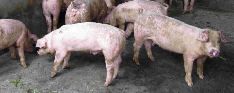 常见猪病用什么药，常见的病有传染性胸膜肺炎、喘气病等