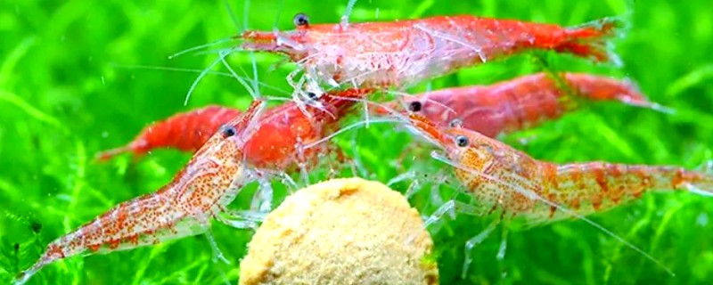 观赏虾混养会串种吗，是有串种风险的