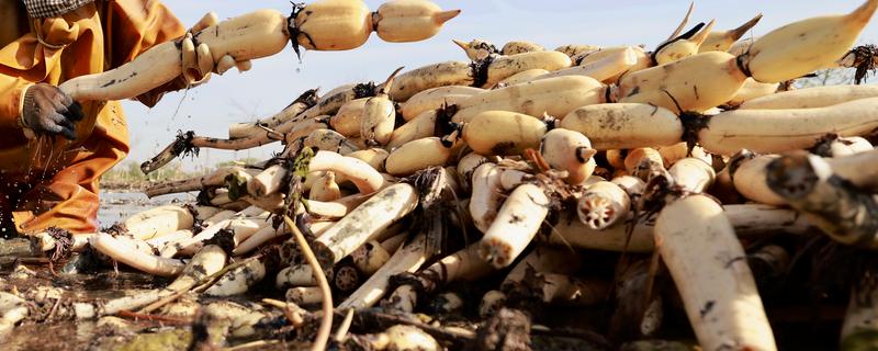 莲藕的挑选方法，新鲜莲藕带有泥土清香