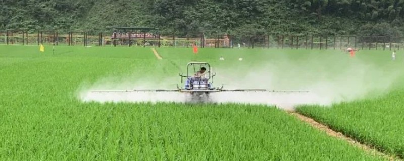 水稻田封闭药打完就下雨怎么办，雨量较大需重新喷施不同种类的除草剂