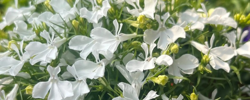 半边莲在阳台上怎么养殖，生长初期要追施氮肥