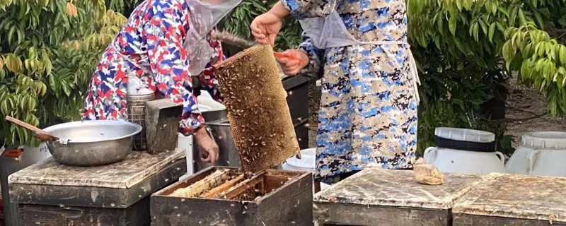 蜜蜂如何养殖，要选择适应本地环境的本地蜂种